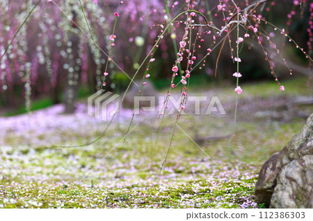 城南宮岳神社，紅梅花瓣鋪滿了梅花花瓣的地面 112386303