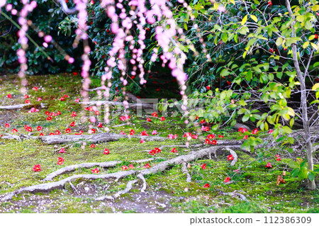 Jonan Miyagaku Shrine, red plum blossom petals covering the ground covered in plum blossom petals 112386309