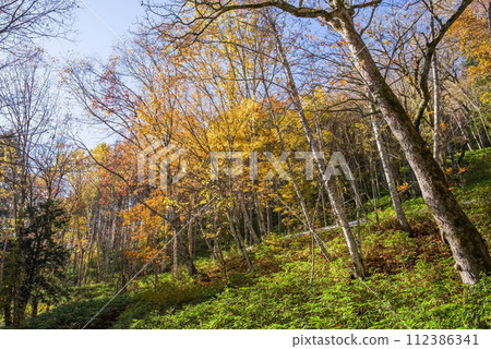 Autumn leaves around Nogi Pass [Nagano Prefectural Road/Gifu Prefectural Road No. 39 Nagawa Nomugi Takane Line] 112386341
