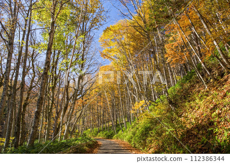 乃木峠週邊的紅葉【長野縣道/岐阜縣道39號長川野麥高根線】 112386344
