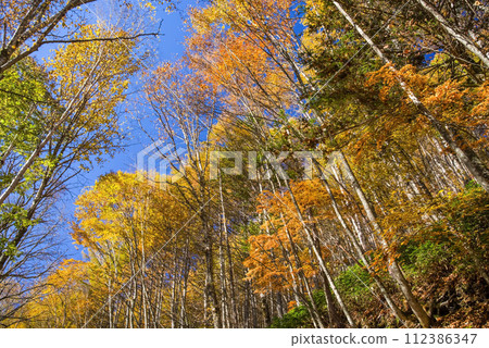 Autumn leaves around Nogi Pass [Nagano Prefectural Road/Gifu Prefectural Road No. 39 Nagawa Nomugi Takane Line] 112386347