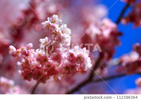 Kawazu盛開的櫻花樹 112386364
