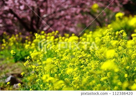 Rape flower and Kawazu cherry tree 112386420