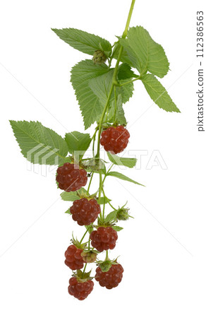 Raspberry branch with ripe red berries and leaves. Isolated. Antiviral treatment. 112386563