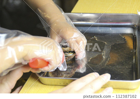 A child trying to take out a pearl from an Akoya shellfish (6-year-old boy/boy) 112387102