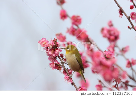 Plum blossom and white-eye 112387163