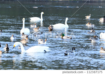 清晨風景：舊河本郡深谷市荒川幹流中過冬的鴨子和天鵝 112387175
