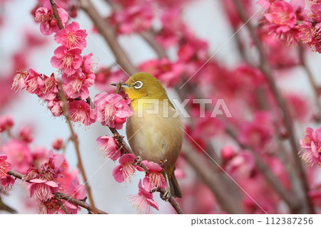 Plum blossom and white-eye Plum blossom and white-eye 112387256