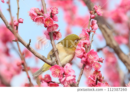 Plum blossom and white-eye 112387260