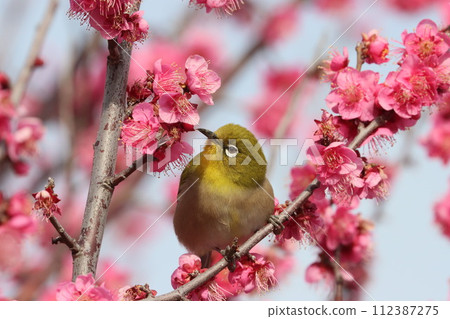Plum blossom and white-eye Plum blossom and white-eye 112387275
