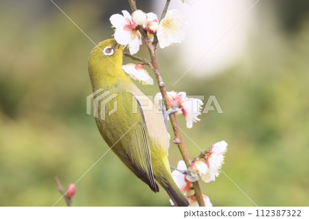 Plum blossom and white-eye 112387322