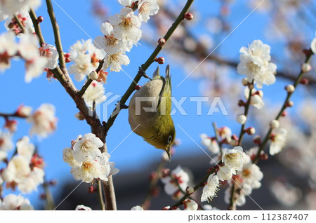梅花和白眼 112387407