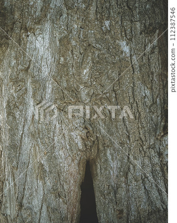 Abstract textured wood background. close-up. The texture of the tree bark. for Wallpaper Abstract textured wood background. close-up. The texture of the tree bark. for Wallpaper 112387546