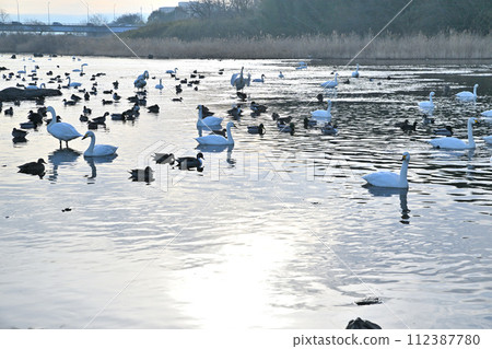 Early morning scenery: Ducks and swans wintering in the main stream of the Arakawa River, Fukaya City, Old Kawamoto District Early morning scenery: Ducks and swans wintering in the main stream of the Arakawa River, Fukaya City, Old Kawamoto District 112387780