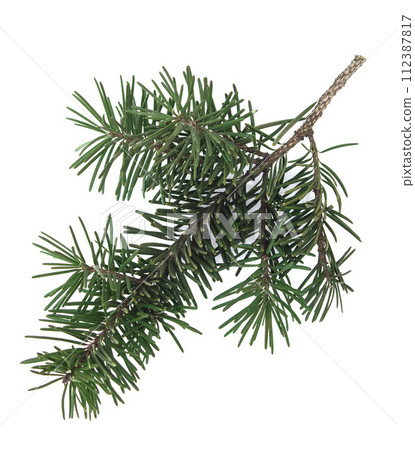 branch of a Christmas tree isolated with shadow on a white background. Medicinal plants. Natural branch of a Christmas tree isolated with shadow on a white background. Medicinal plants. Natural 112387817