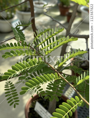 Young tamarind tree Tamarindus indica, Fabaceae 112387822