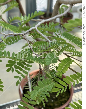 Young tamarind tree Tamarindus indica, Fabaceae Young tamarind tree Tamarindus indica, Fabaceae 112387826