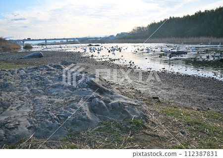 清晨風景:荒川幹流中過冬的鴨子與天鵝下游:深谷市、舊河本地區 清晨風景:荒川幹流中過冬的鴨子與天鵝下游:深谷市、舊河本地區 112387831