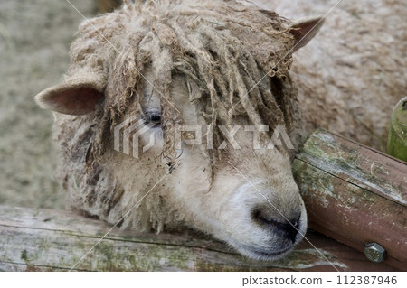 Himeji Central Park sheep Himeji Central Park sheep 112387946