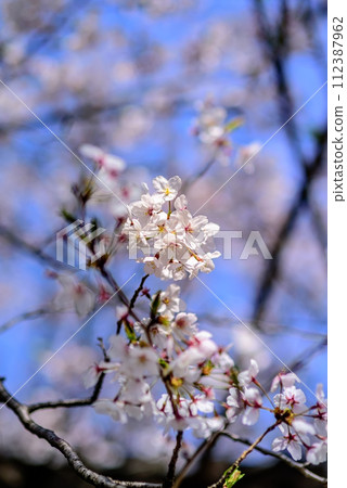 Cherry blossoms that inform the arrival of spring 112387962