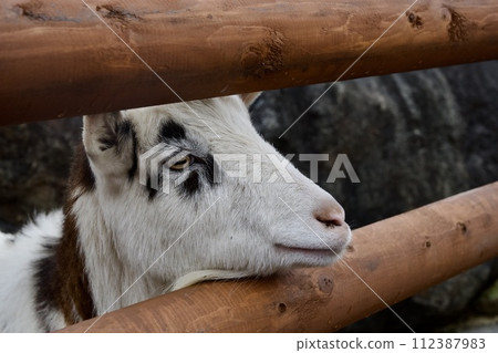 姬路中央公園的山羊 112387983