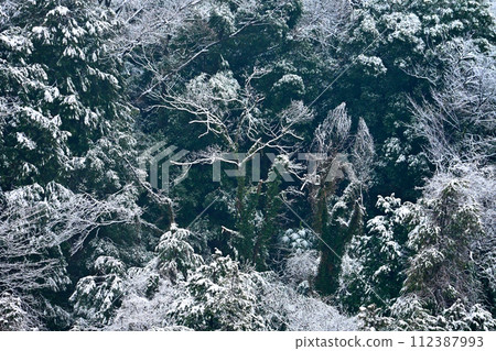 清晨的森林被白雪覆蓋 清晨的森林被白雪覆蓋 112387993