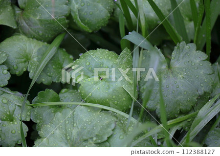 路邊的草。美麗的綠葉和水滴 112388127