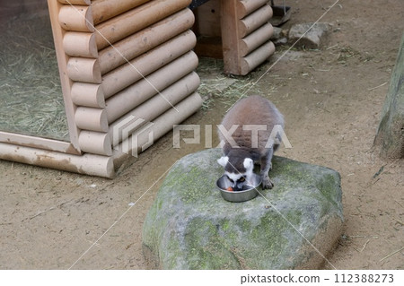 姬路中央公園的環尾狐猴 112388273