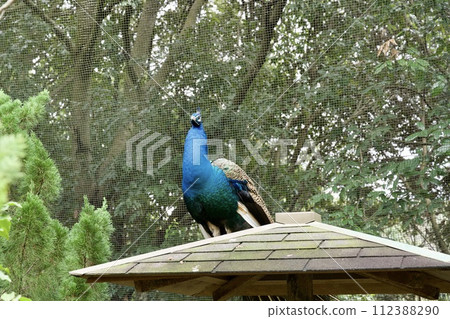 姬路中央公園的孔雀 112388290