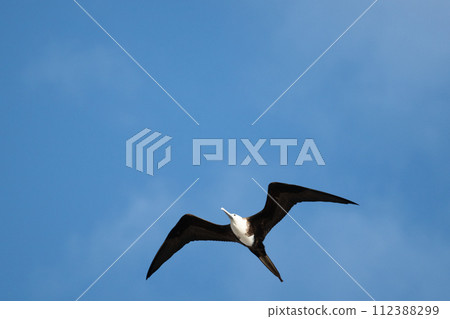 A frigatebird flies leisurely against the blue sky A frigatebird flies leisurely against the blue sky 112388299