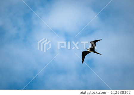 A frigatebird flies leisurely against the blue sky A frigatebird flies leisurely against the blue sky 112388302