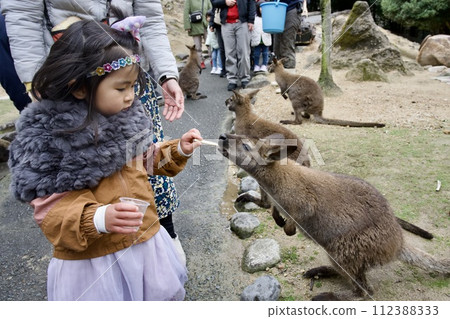 Feeding the wallabies at Himeji Central Park Feeding the wallabies at Himeji Central Park 112388333