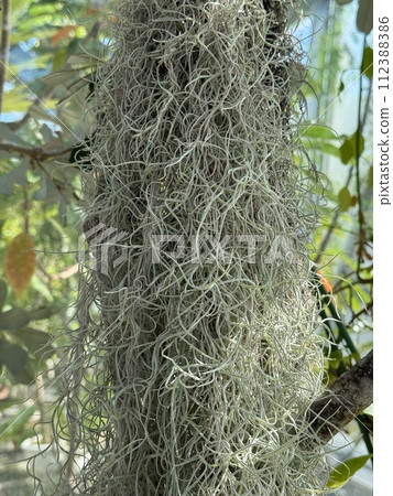 Flower spike of Banksia integrifolia (Coast Banksia) Banksia integrifolia 112388386