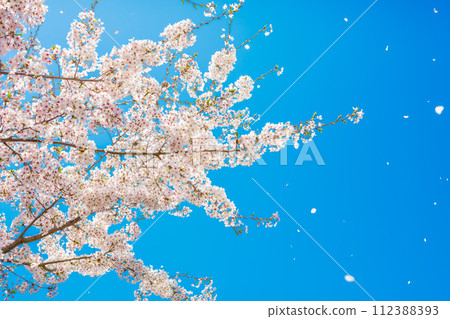 吉野櫻花花瓣在天空中舞動的風景,櫻花,春天 吉野櫻花花瓣在天空中舞動的風景,櫻花,春天 112388393