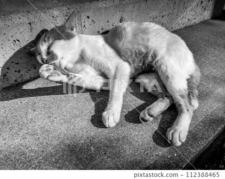 A sunny cat 112388465