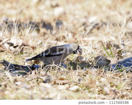 鯊魚吃食物 鯊魚吃食物 112388586