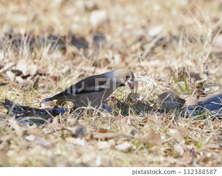 鯊魚吃食物 鯊魚吃食物 112388587