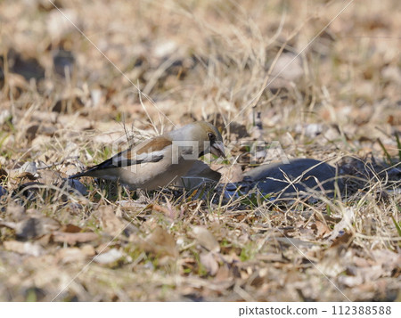 shark eating food 112388588