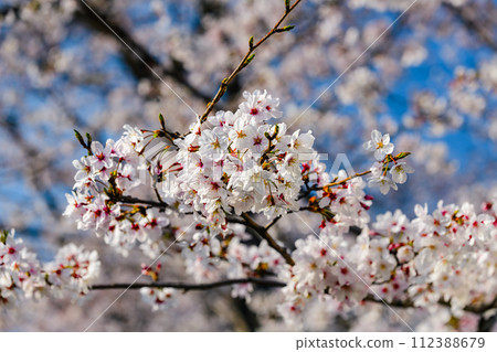 Cherry blossoms in full bloom that herald the arrival of spring 112388679
