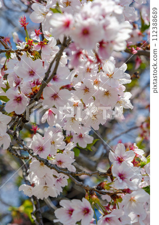 Cherry blossoms in full bloom shining in the spring sunshine 112388689