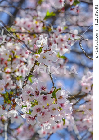 採取春天陽光的佐倉 採取春天陽光的佐倉 112388691