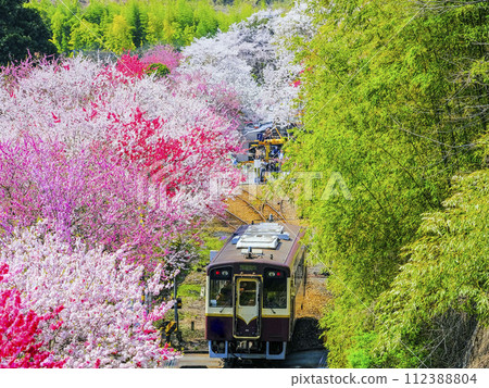 當地火車穿過桃花 112388804
