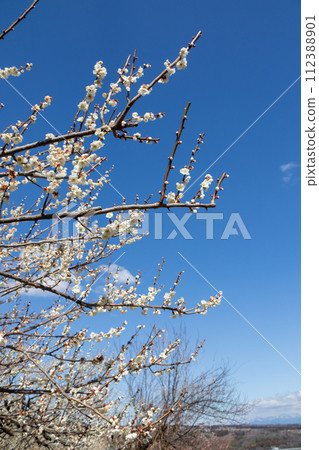 White plum blossoms that shine against the blue sky, Haruna Bairin, Gunma Prefecture 112388901