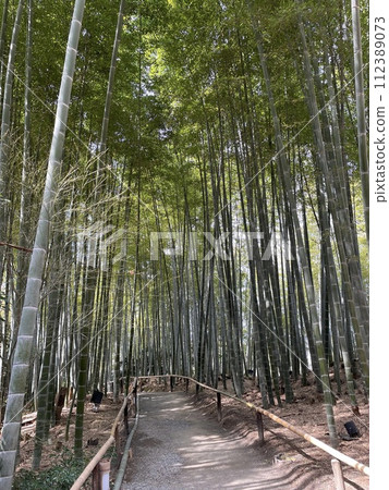 與竹林的風景 112389073