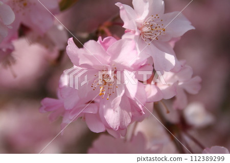 Cherry Blossoms	 112389299