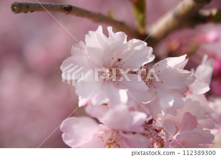 Cherry Blossoms	 112389300