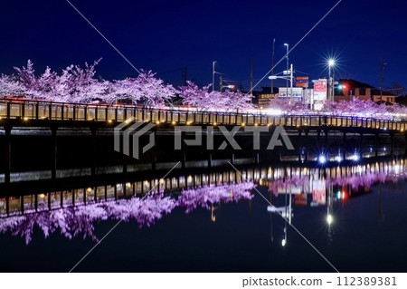 大府市二池公園水面上映照的河津櫻花燈光秀 112389381