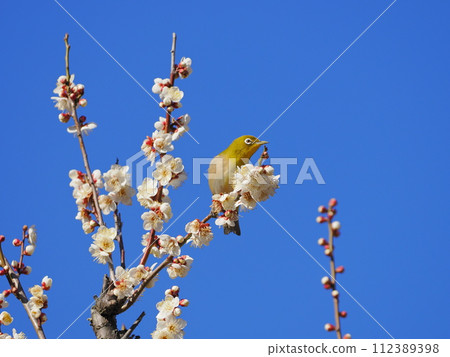Meiro stopping at the plum branch 112389398