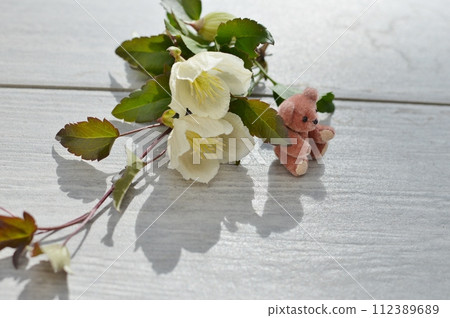 Milky white winter-blooming clematis and teddy bear Milky white winter-blooming clematis and teddy bear 112389689