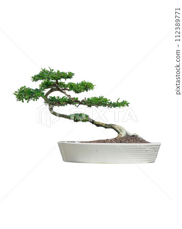 linh sam bonsai tree in white ceramic pot. linh sam bonsai tree in white ceramic pot. 112389771
